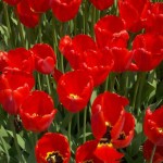 tulips